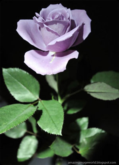 World's first modified blue roses Amazing Image World